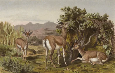 Gazelle